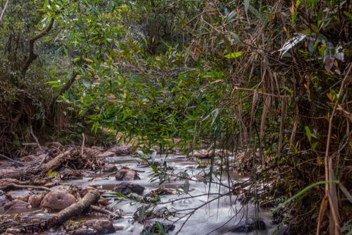 Free A tranquil stream flowing through dense forest vegetation in Minas Gerais, Brazil. Stock Photo