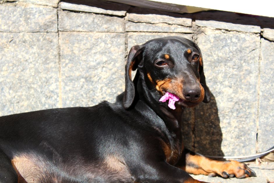 Free Stock Photo Of Cute Animals Dachshund Dog free-stock-photo-of-cute-animals-dachshund-dog