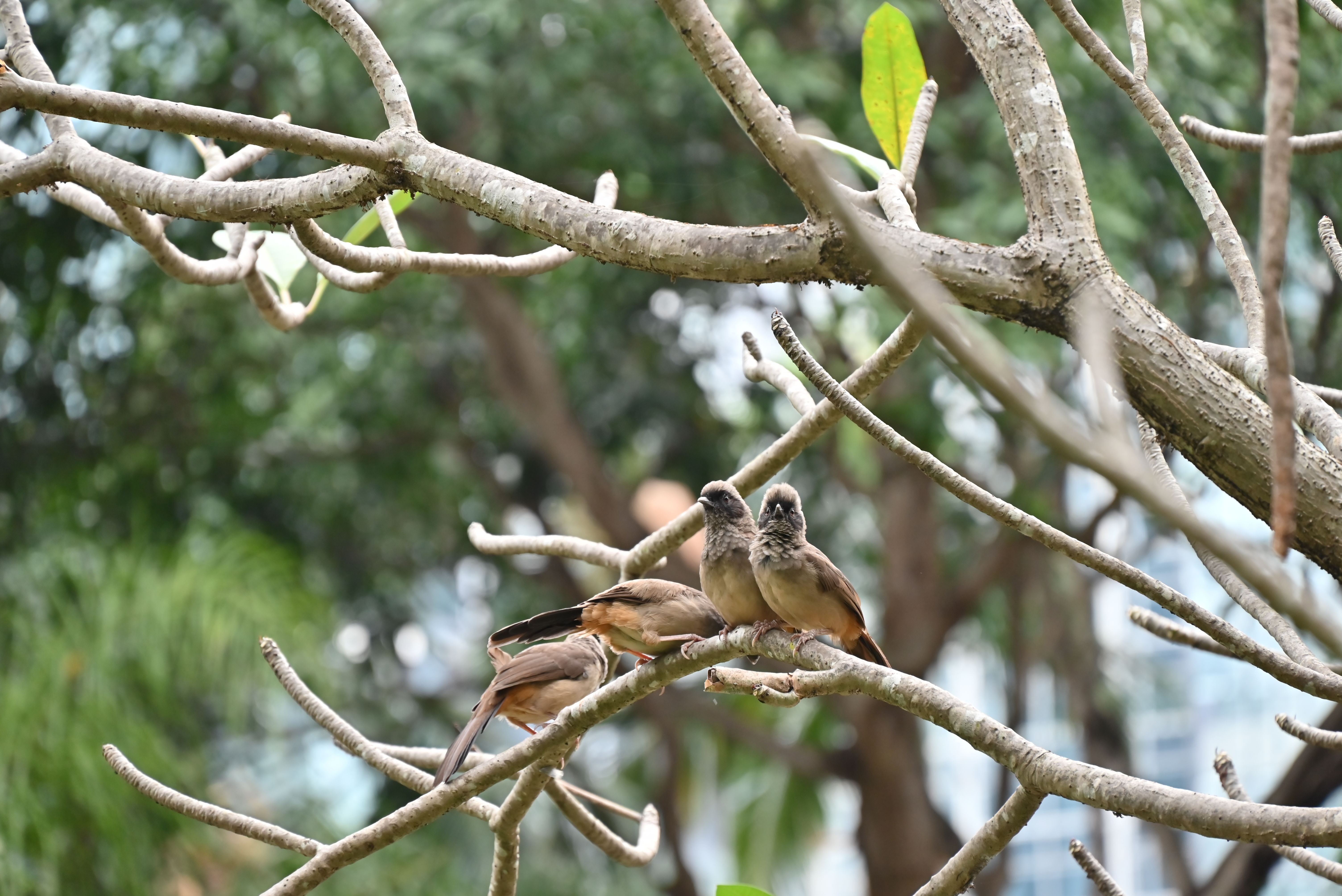 bird photography bird canvas