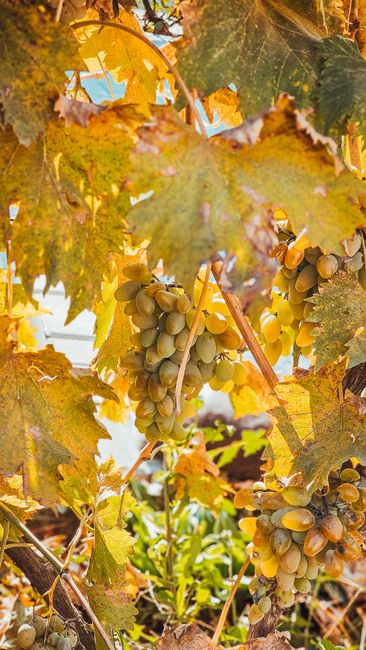 Close-up of ripe grapes with golden autumn leaves in a vineyard.