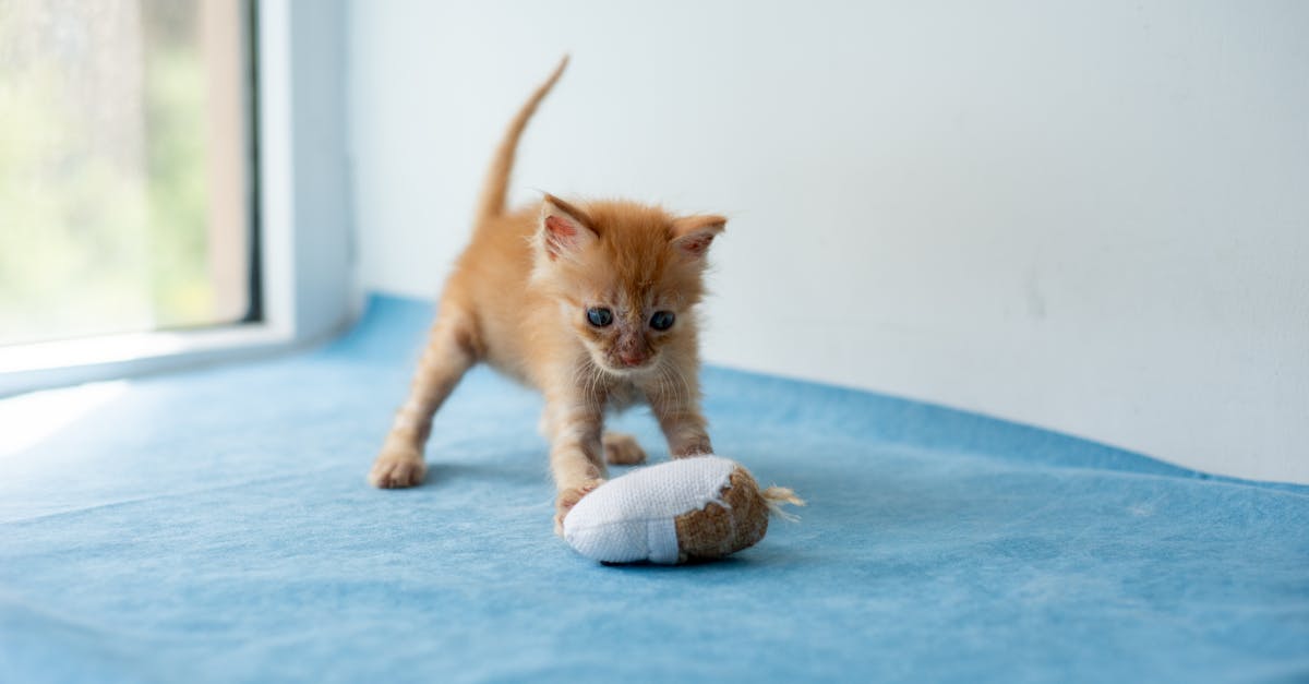 英相訪日強化國防合作 高市送施凱爾貓玩具展友誼