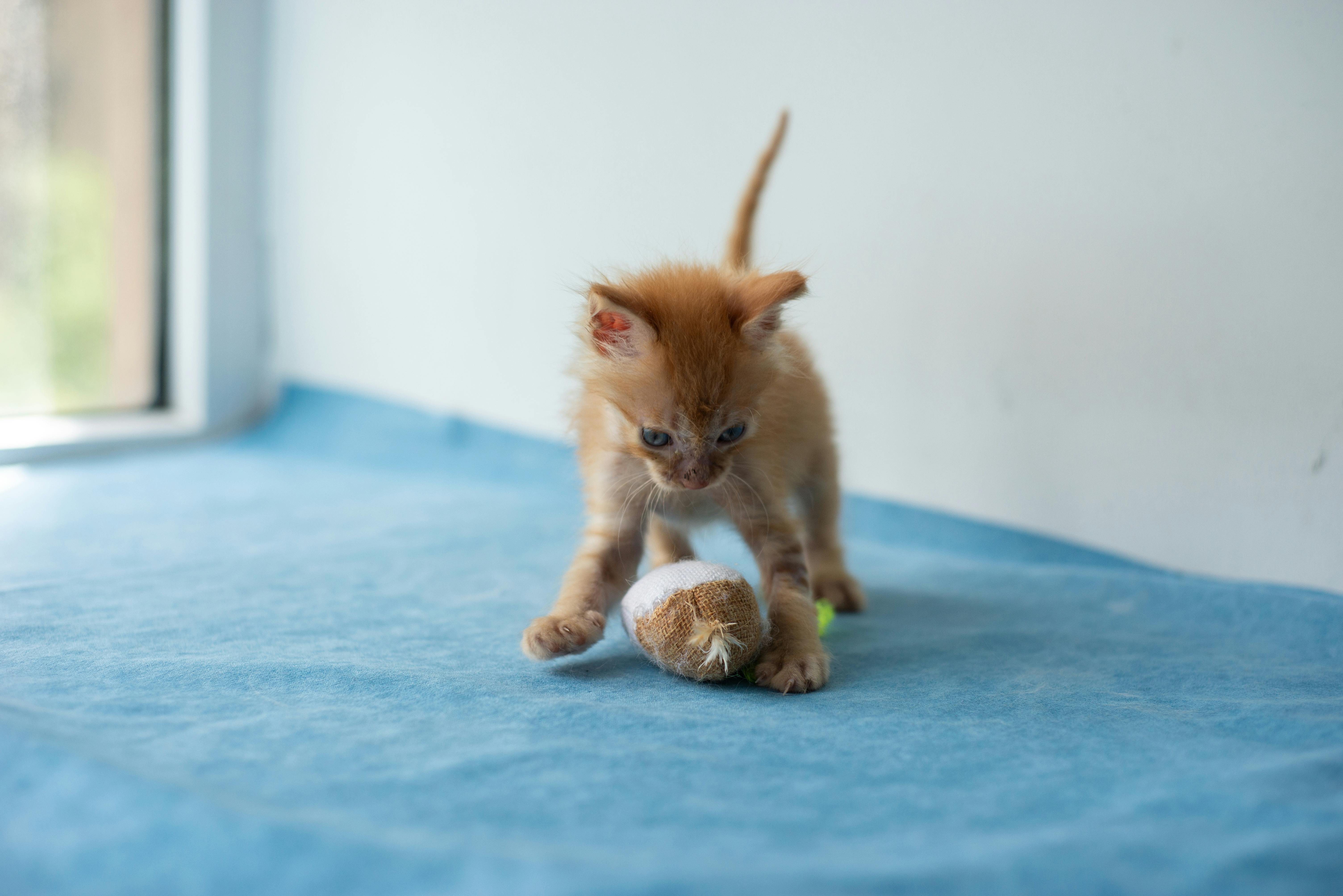 Bimini Pet Health expands Topeka manufacturing facility — Photo by 大 董 on Pexels
