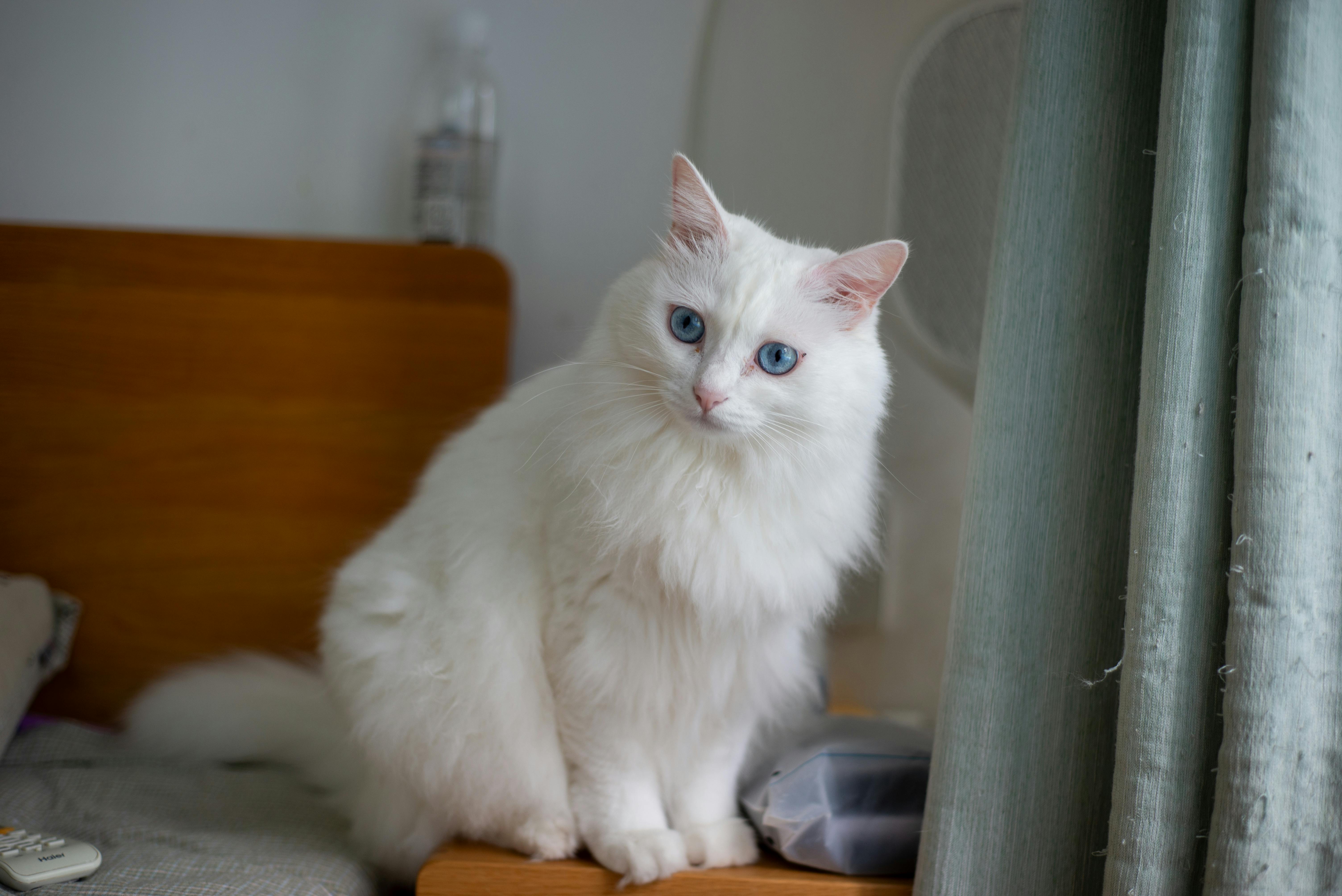 Pet Insurance for Indoor Cats UK 2026: The Essential Guide