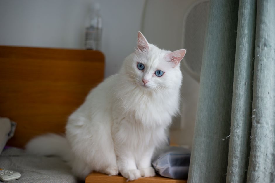 Pet Insurance for Indoor Cats UK 2026: The Essential Guide