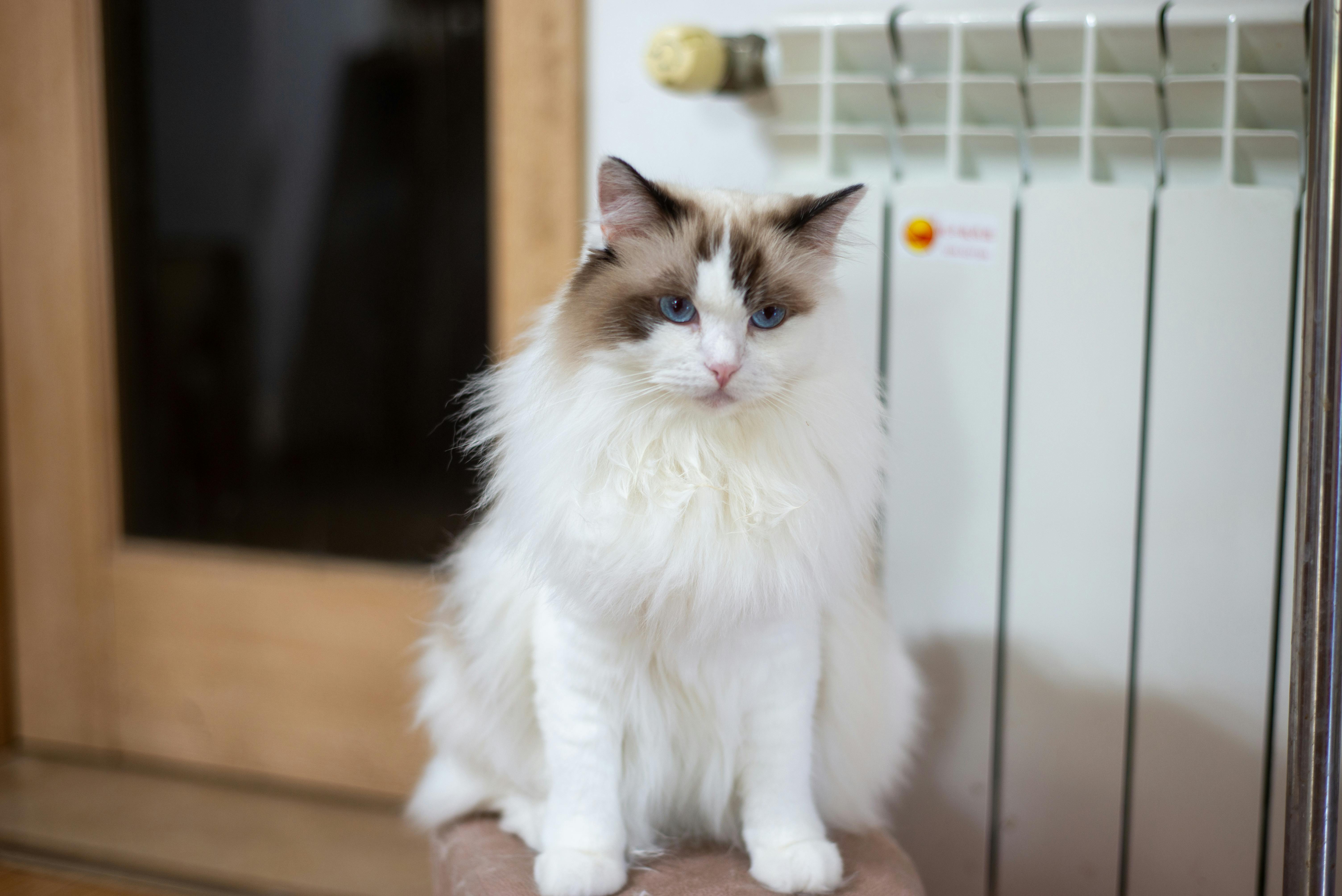 Charming Ragdoll cat with blue eyes sits by a radiator indoors, exuding elegance and calm.