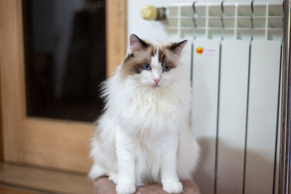 猫の冬の寒さ対策グッズおすすめ5選|ヒーター・湯たんぽ