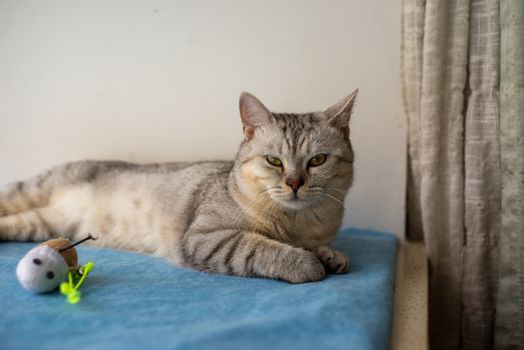 A calm domestic cat resting indoors on a blue mat by a window with a toy.