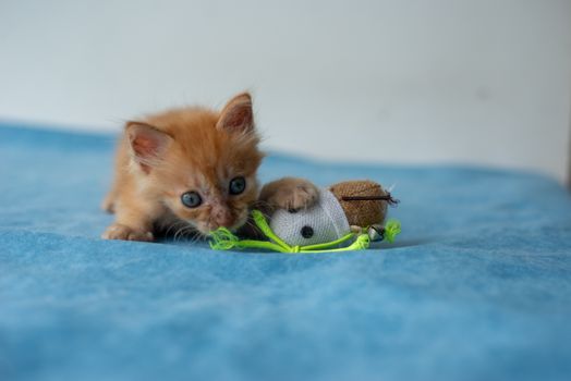 Interactive Cat Toys for Hunting