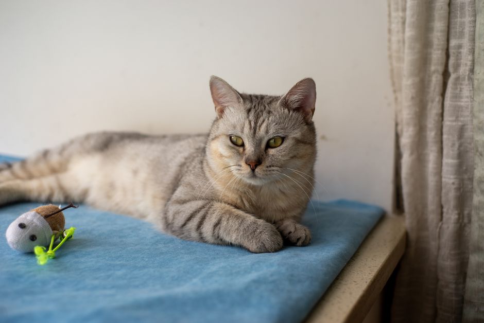 Cozy tabby cat lying on a blue blanket indoors with a toy mouse nearby.