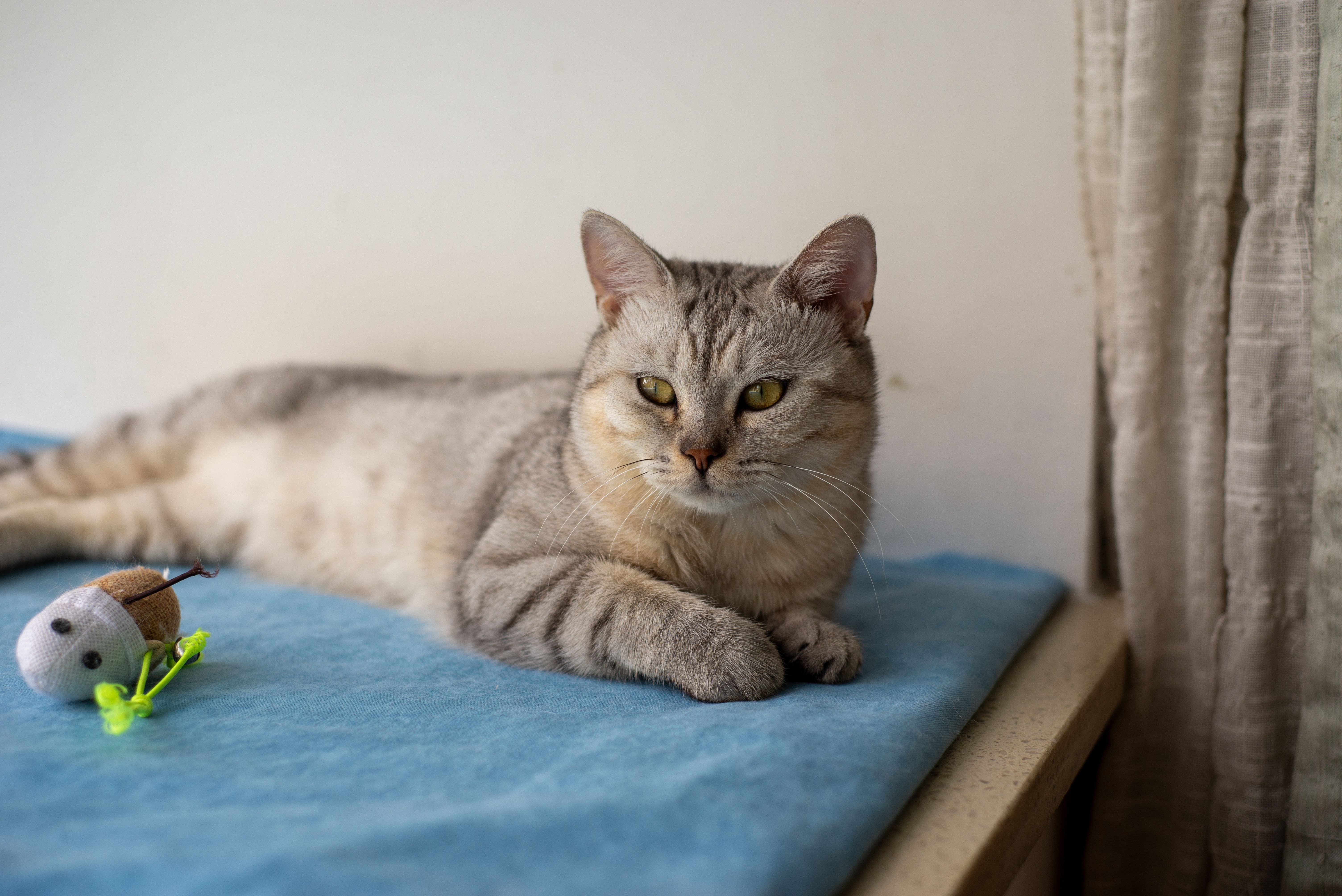 Relaxed Gray Tabby Cat Lounging by the Window · Free Stock Photo