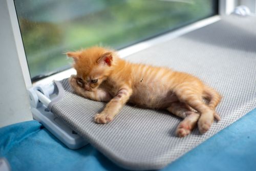 Free Cute ginger kitten lounging by the window, enjoying a sunny day indoors. Stock Photo