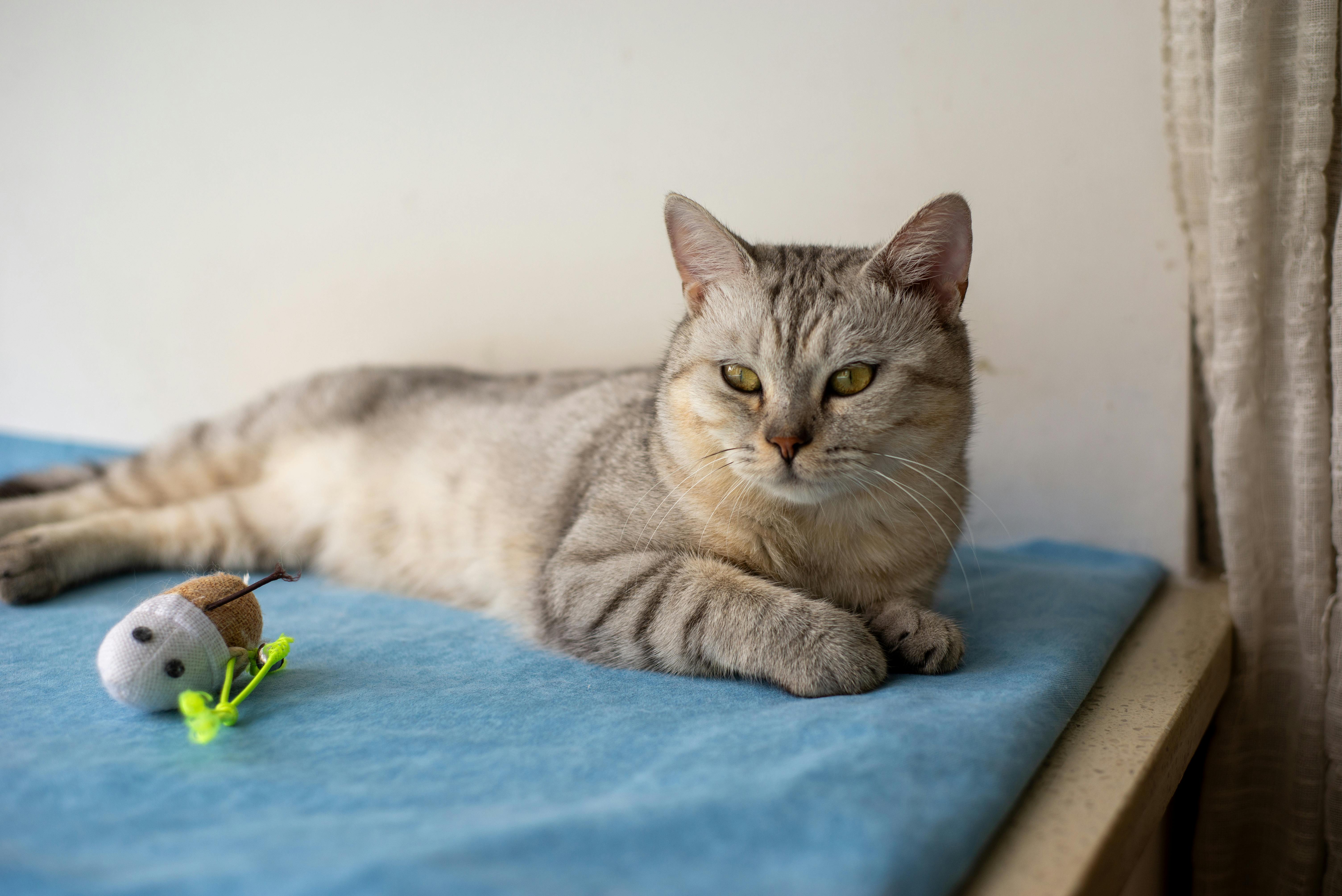 beijing pet technology — Photo by 大 董 on Pexels