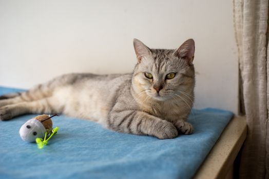 Calm cat lounging on a soft blue blanket with a small toy nearby.