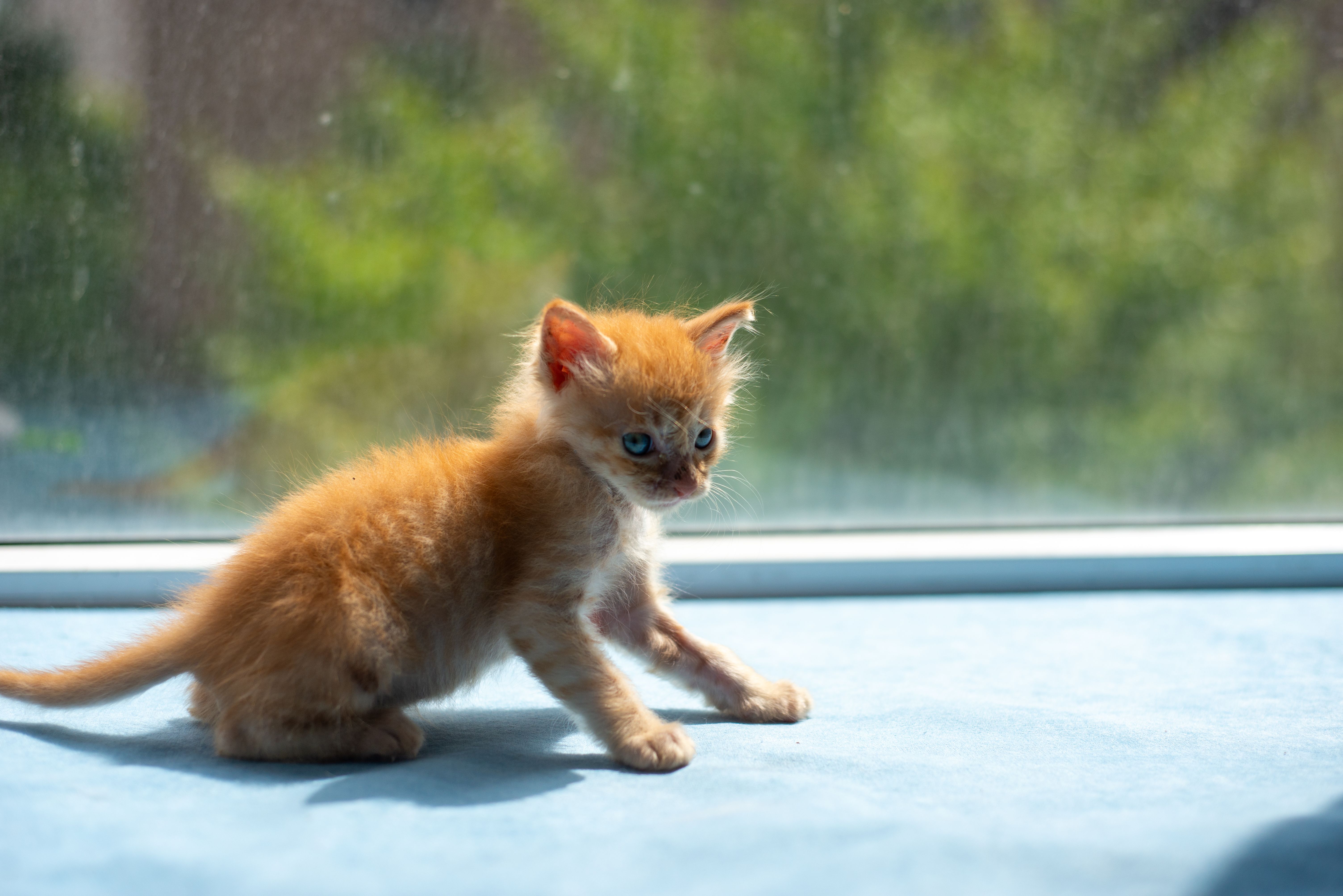 Cute ginger kitten sitting on a sunlit window sill, looking curious and playful.