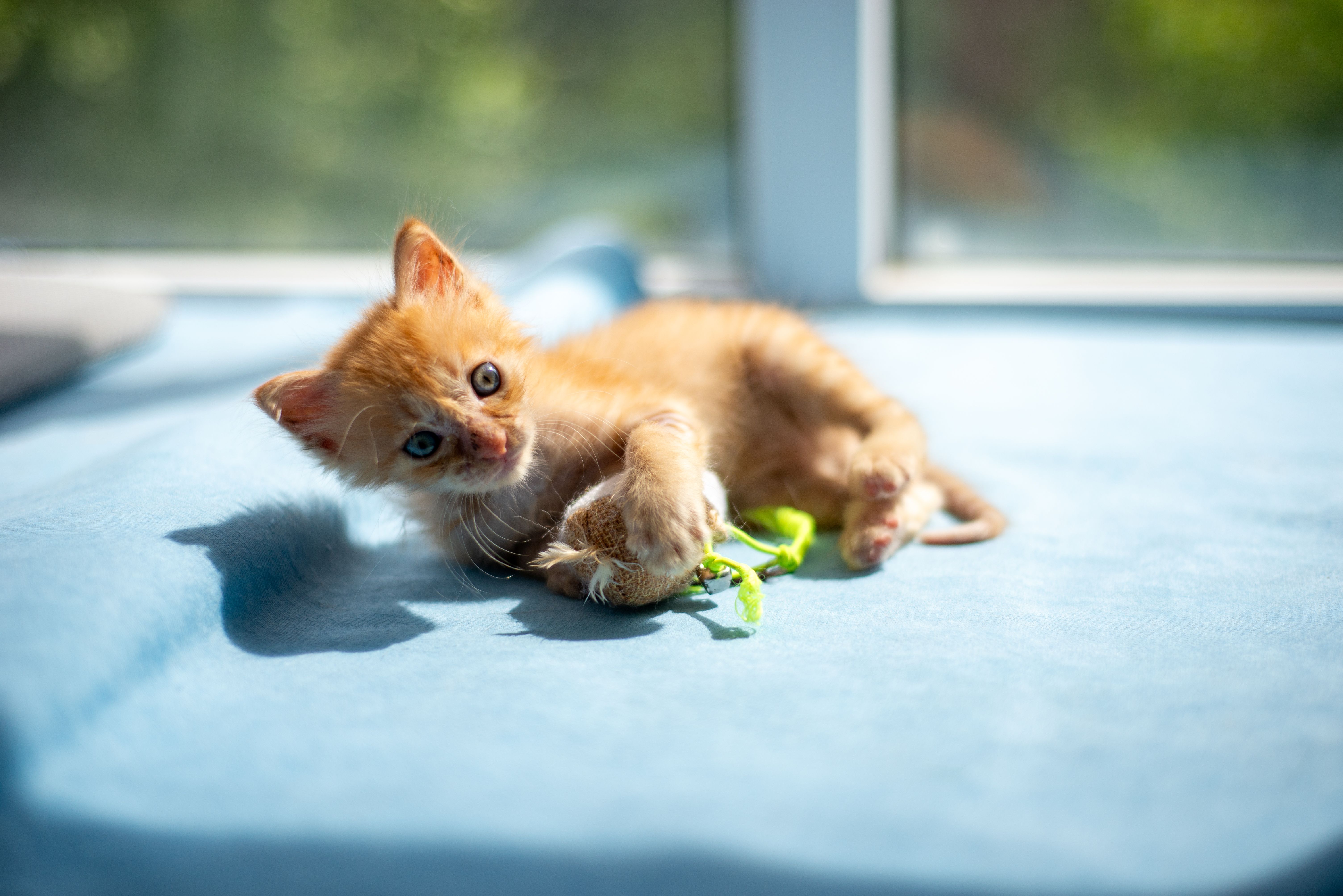 猫が自動おもちゃで遊んでいる様子