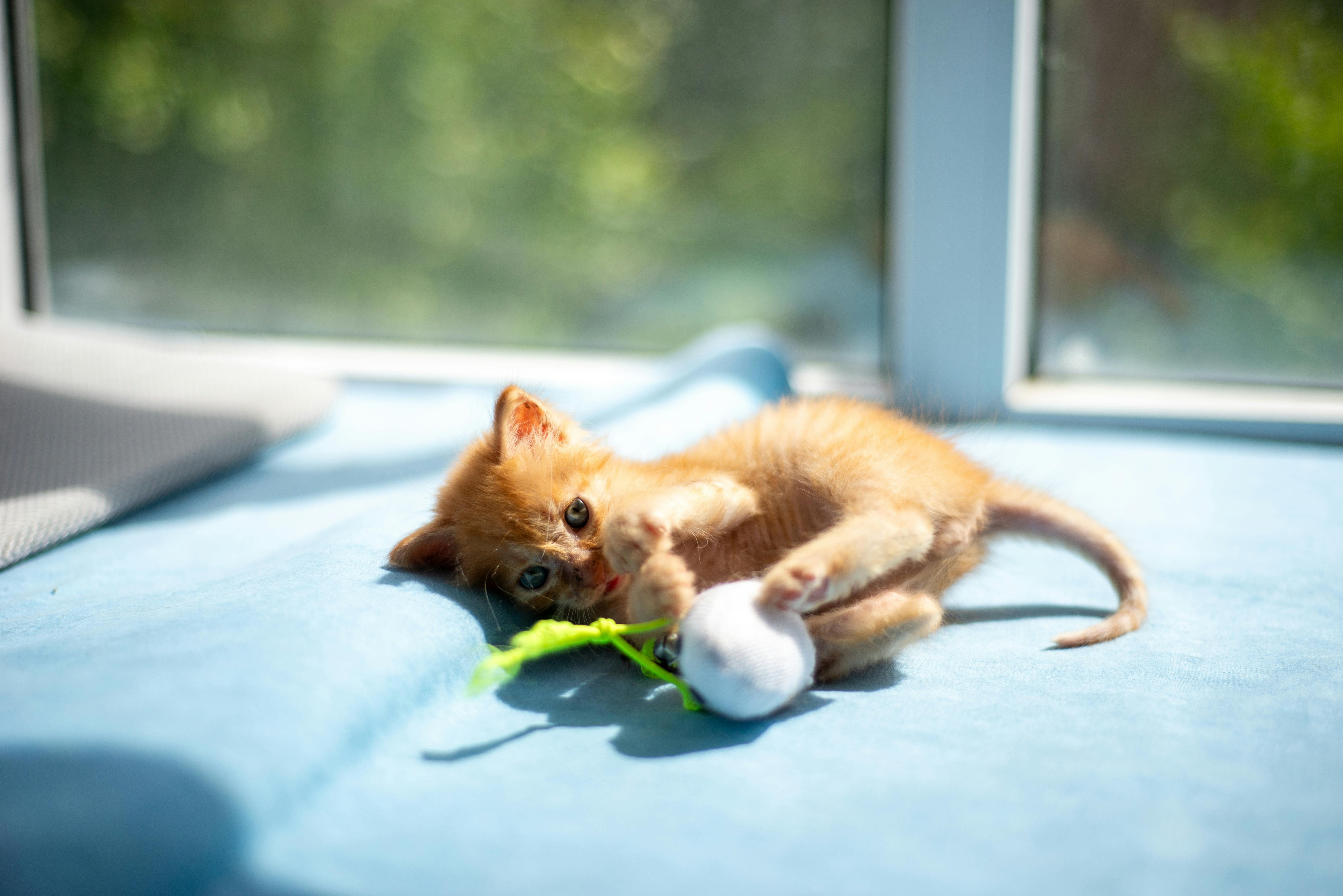 From Home Care to Pet Care: BISSELL Marks 150 Years of Innovation with New Pet Care Line — Photo by 大 董 on Pexels