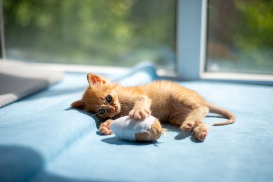 Young ginger kitten lying on a blue blanket by a sunny window, holding a small cloth toy with her front paws