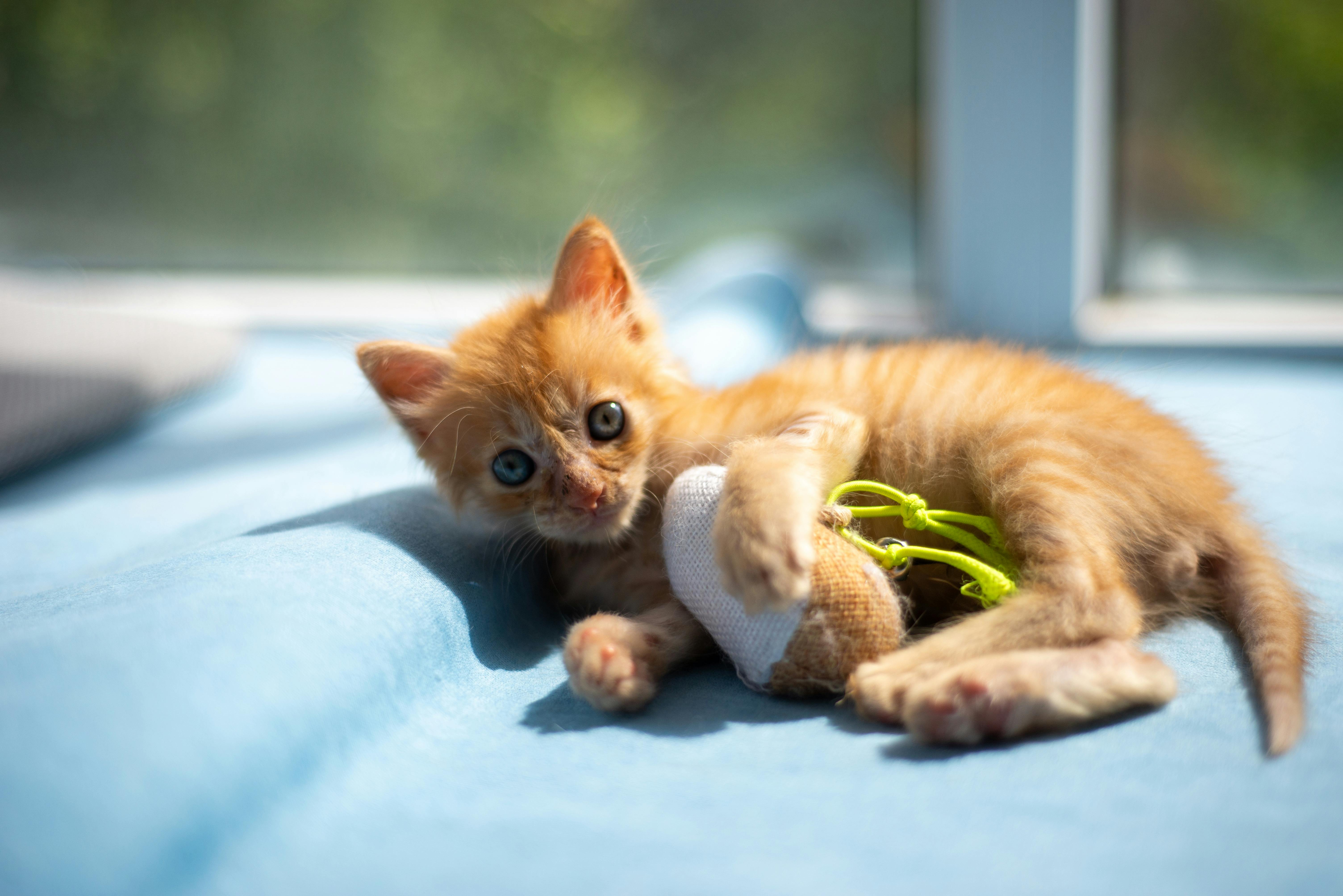gato americano de pelo curto