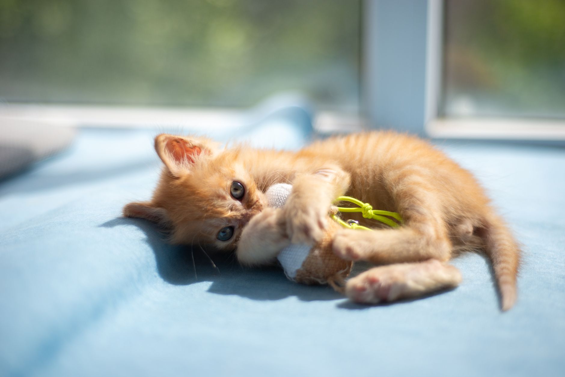 貓咪會黏人嗎?忙碌上班族適合養的獨立貓品種推薦 Cute orange kitten playing with a toy on a sunny day indoors.