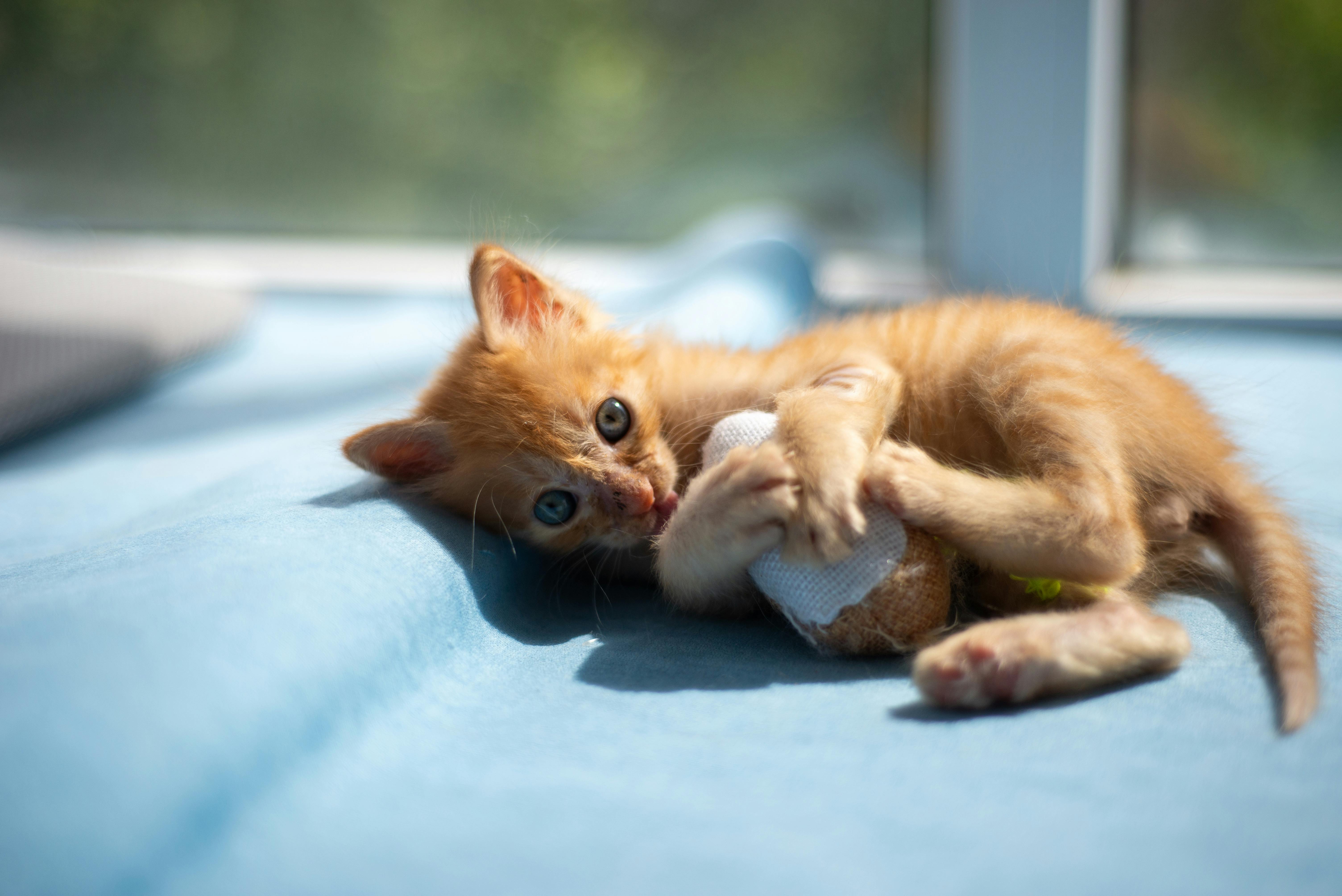 pet insurance, veterinary costs, pet health coverage, dog insurance, cat insurance, pet wellness — Photo by 大 董 on Pexels