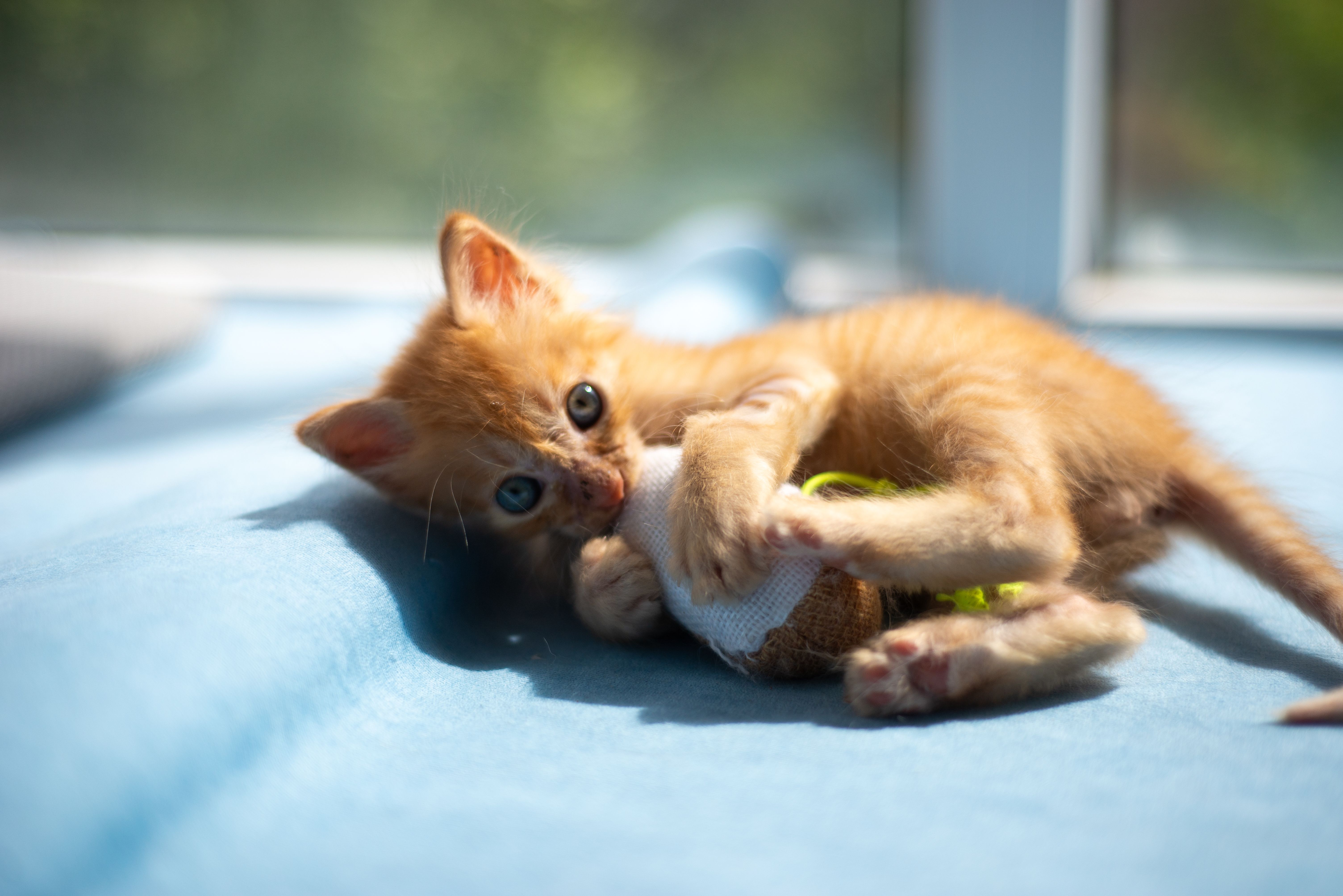 Chewy Leans On Pet Health Ecosystem To Deepen Customer Value — Photo by 大 董 on Pexels