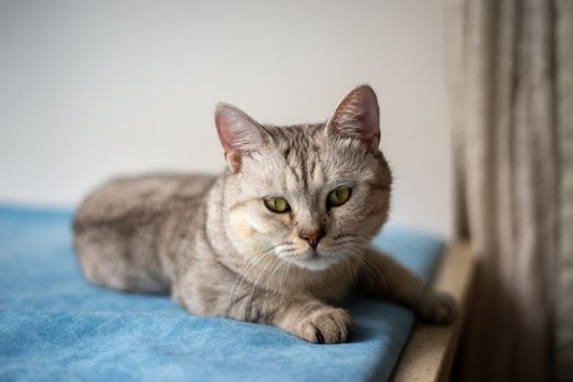 cat photo