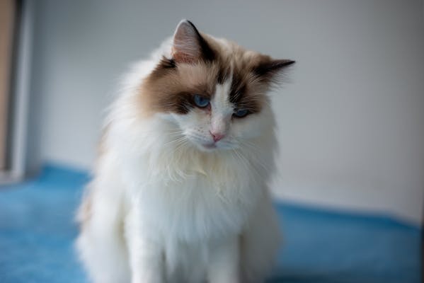 Ragdoll cat breed