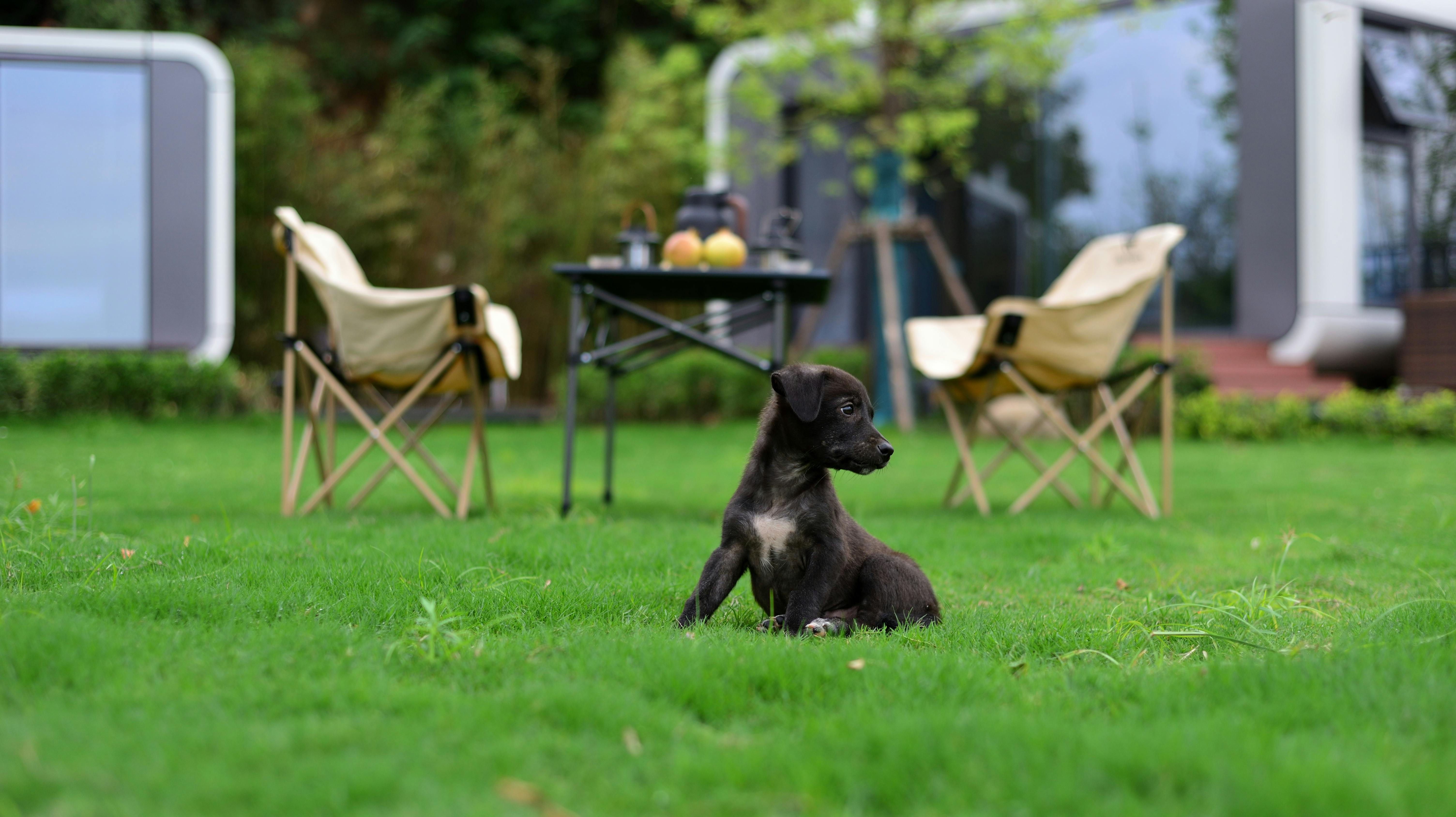 beijing pet technology — Photo by 大 董 on Pexels
