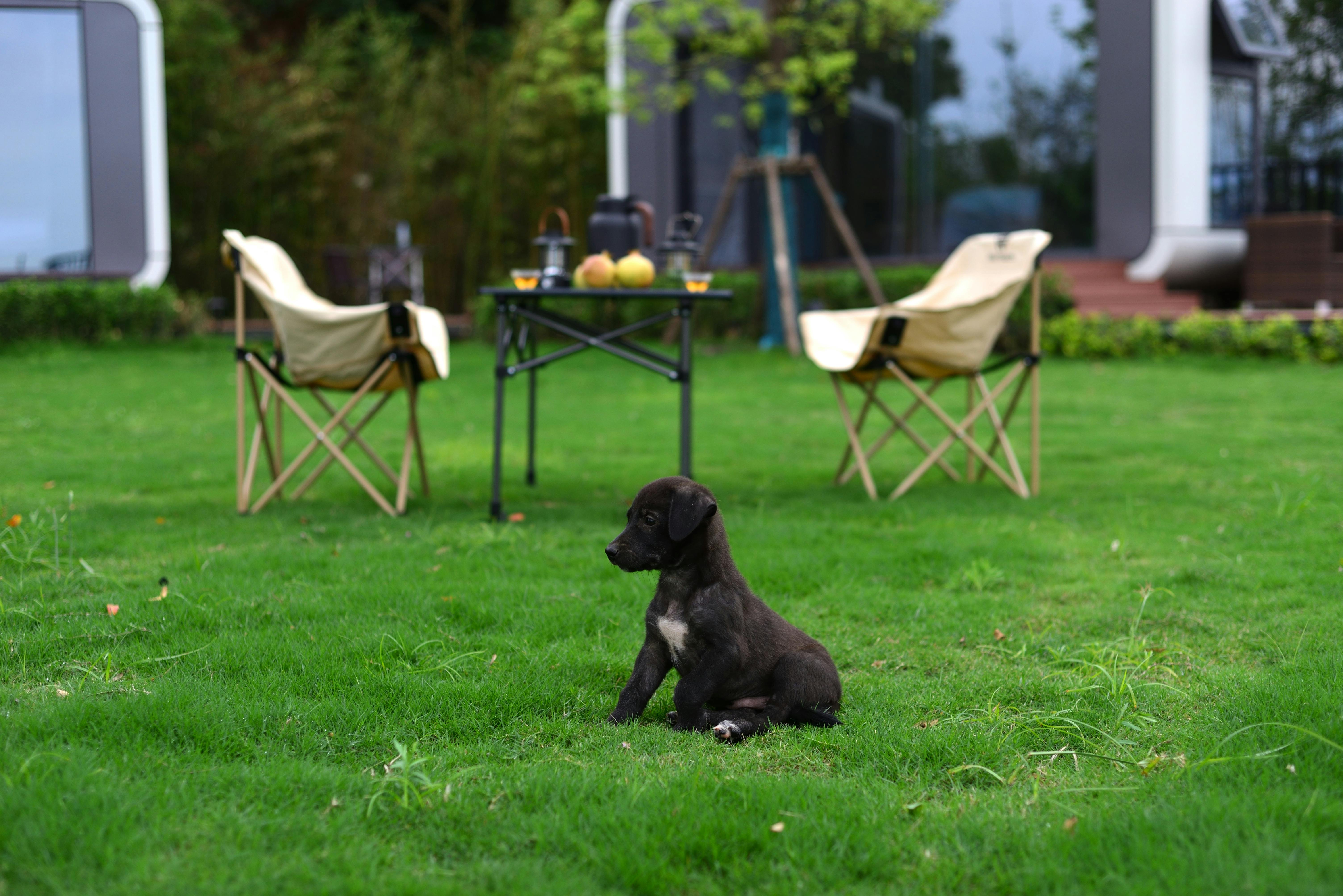 pet technology limited — Photo by 大 董 on Pexels