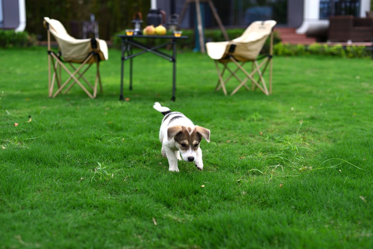 Adorable puppy exploring a backyard lawn with chairs and a table in the background.
