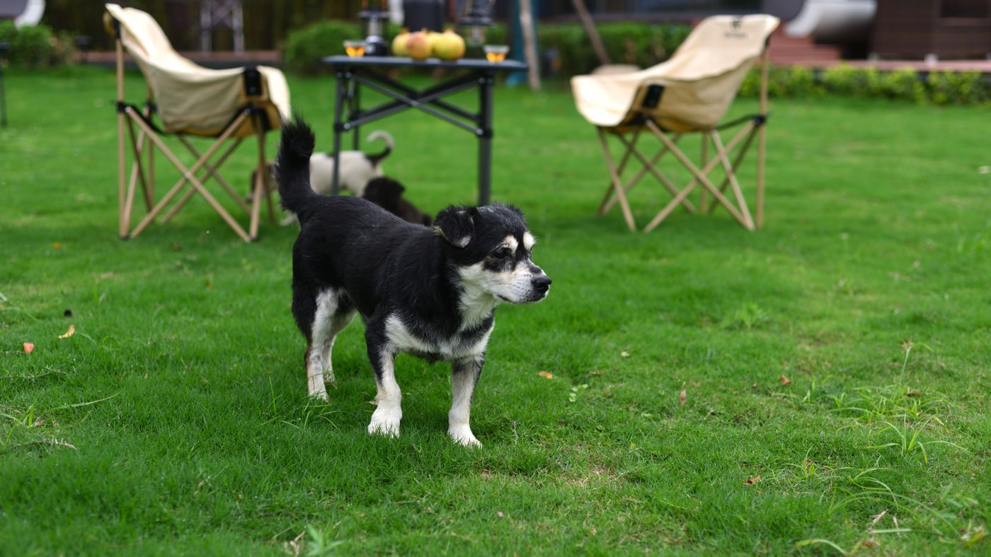 How Much to Feed Your Dog: What the Bag Won't Tell You