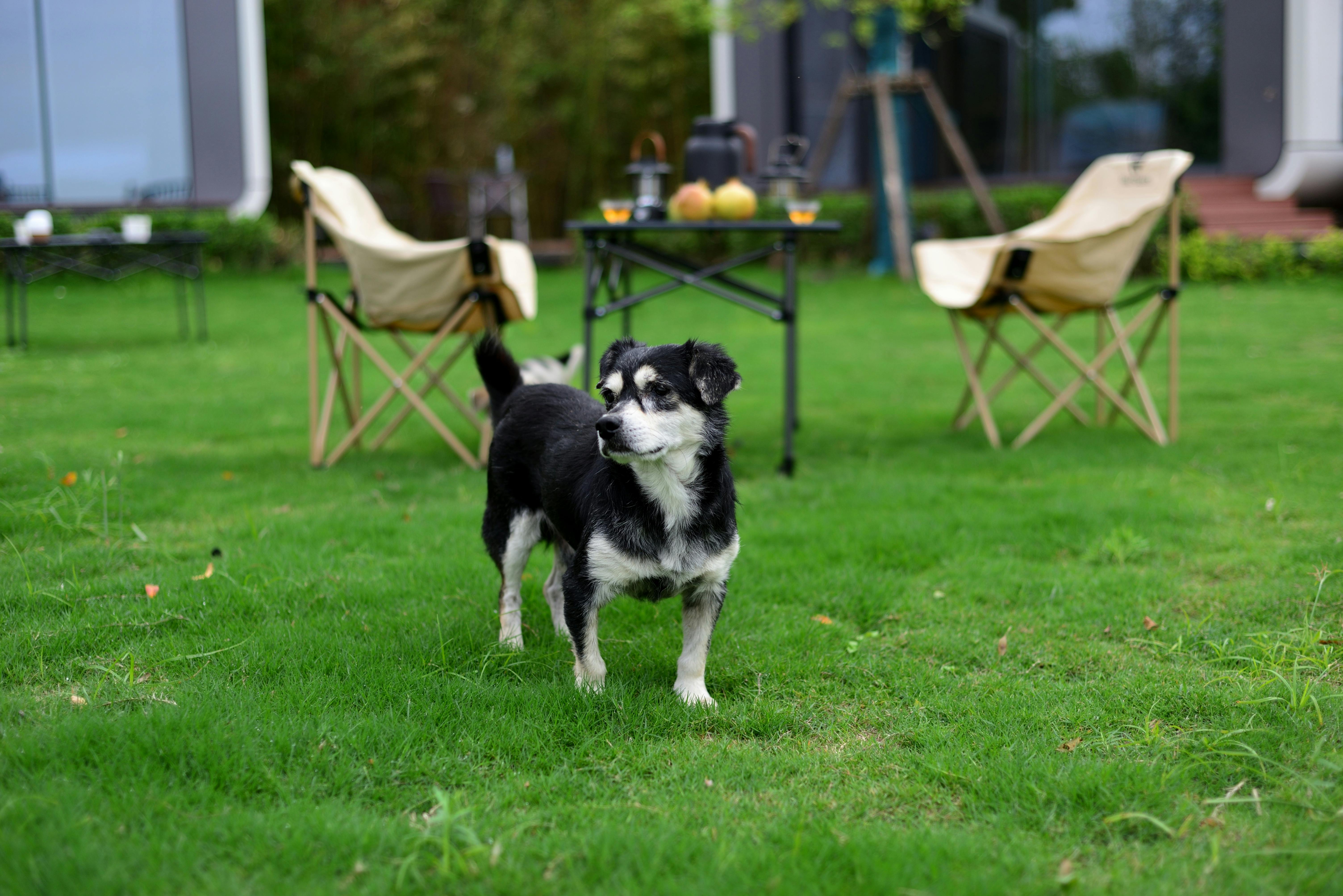 New Adventure Begins for your dog