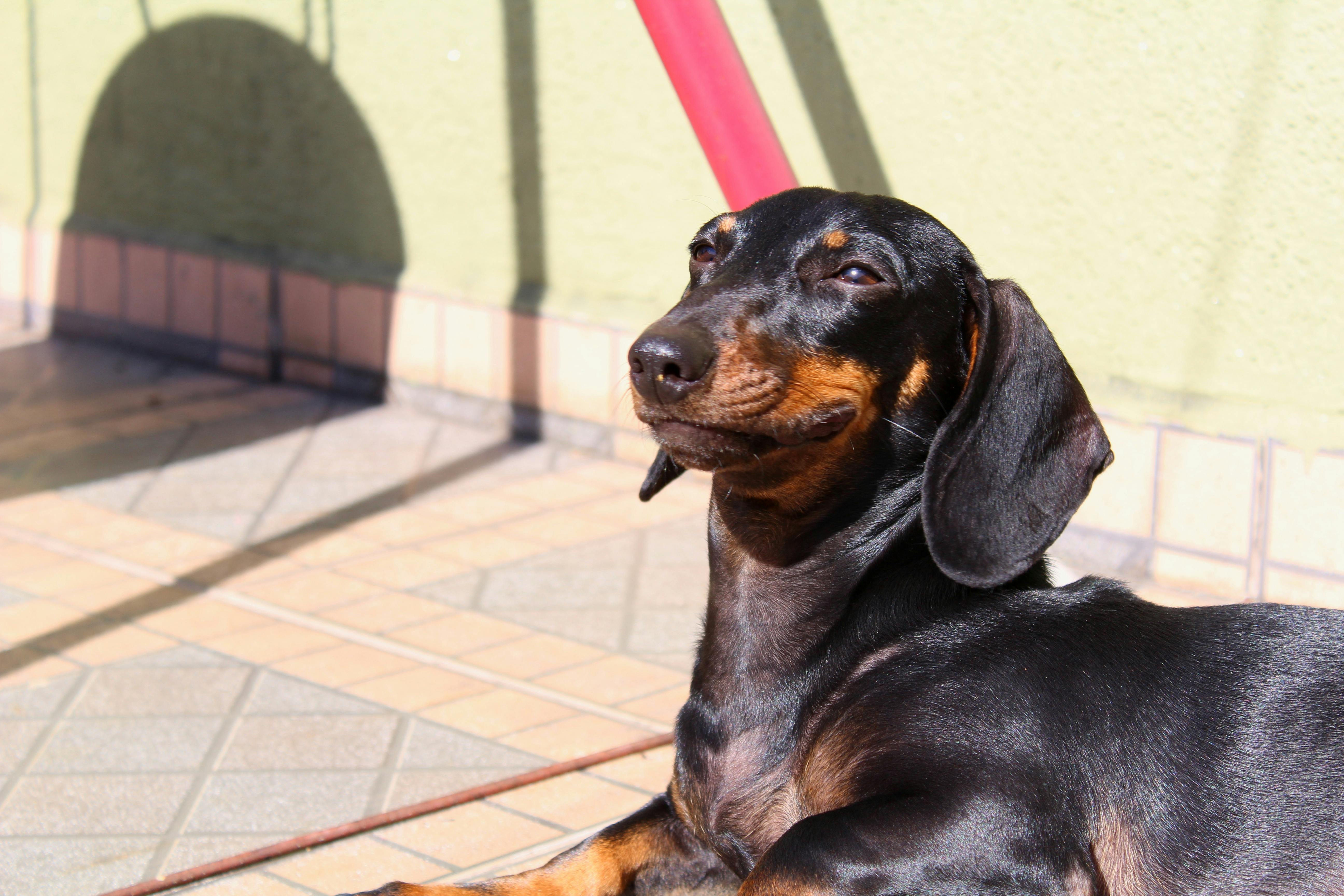 Free stock photo of cute animals, dachshund, dog
