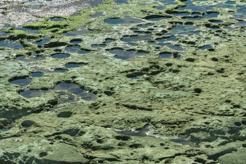 Free Aerial view of algae-covered rocky shoreline in Torrevieja, Spain. Stock Photo