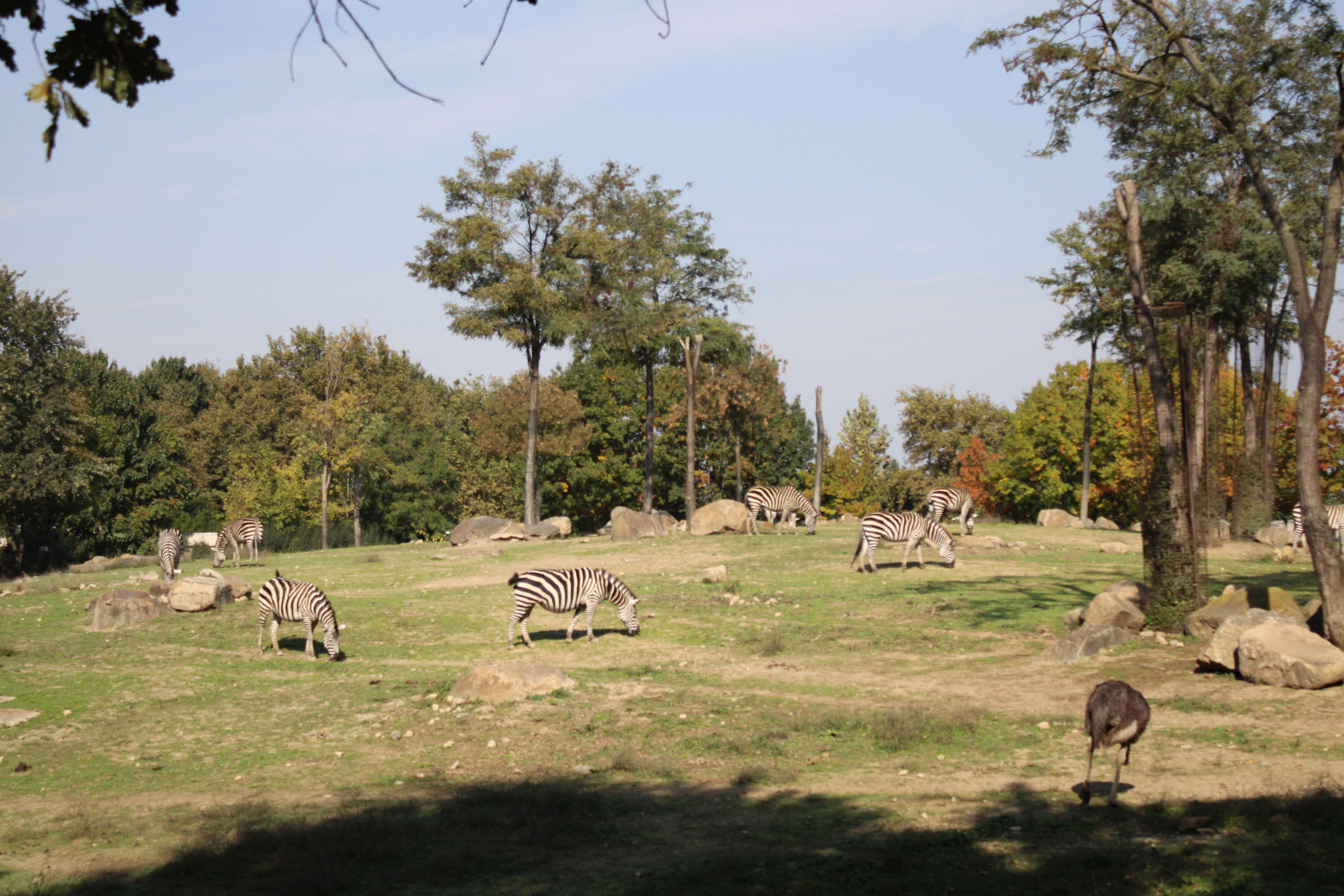 Zebras
