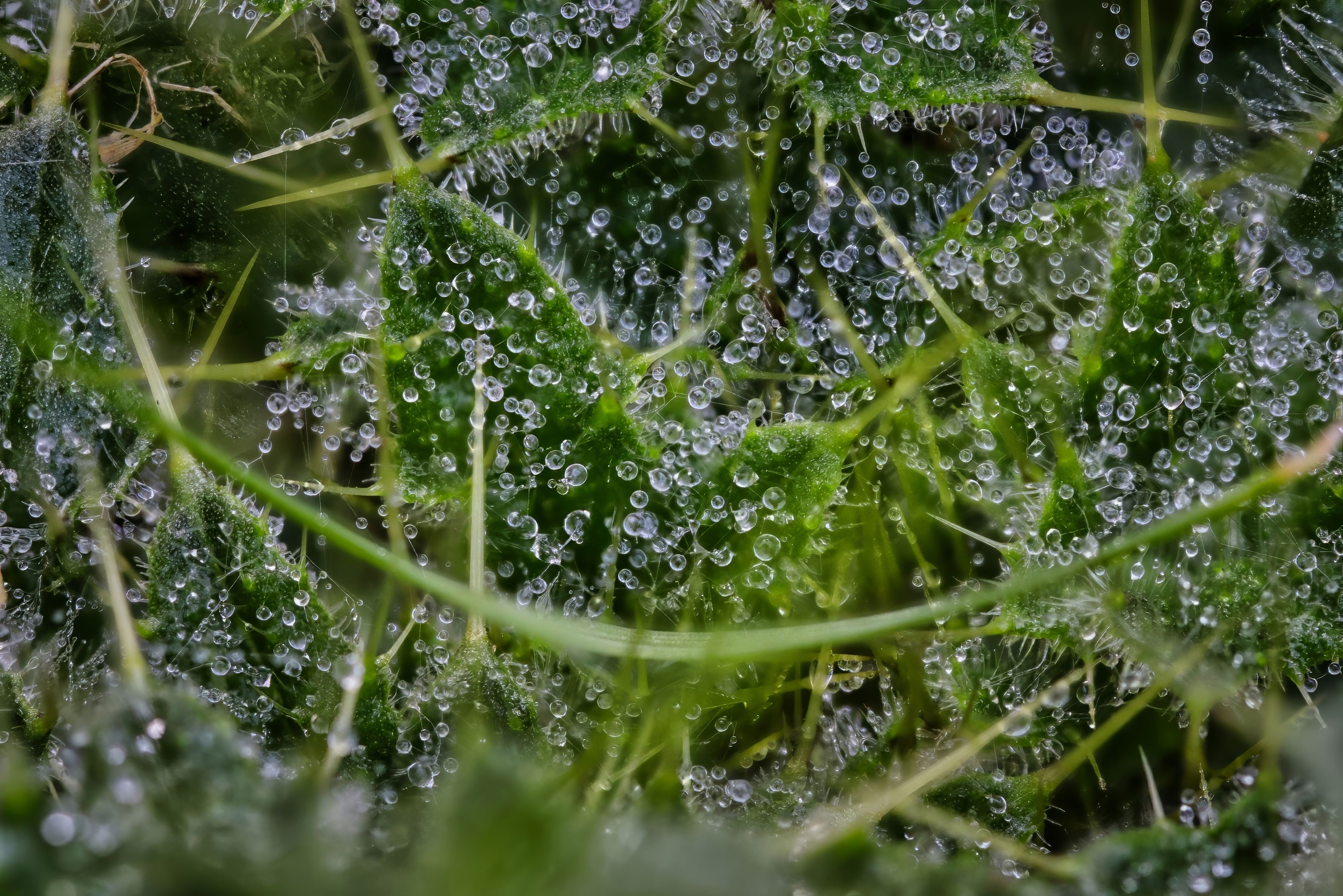 Summer lawn watering rules: How long to run sprinklers during dry spells — step-by-step reference media