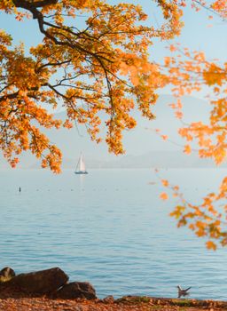 A tranquil autumn scene at Lake Traunsee with golden foliage and a distant sailboat in Gmunden, Austria.