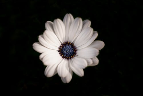 White Daisy in Close Up Photography