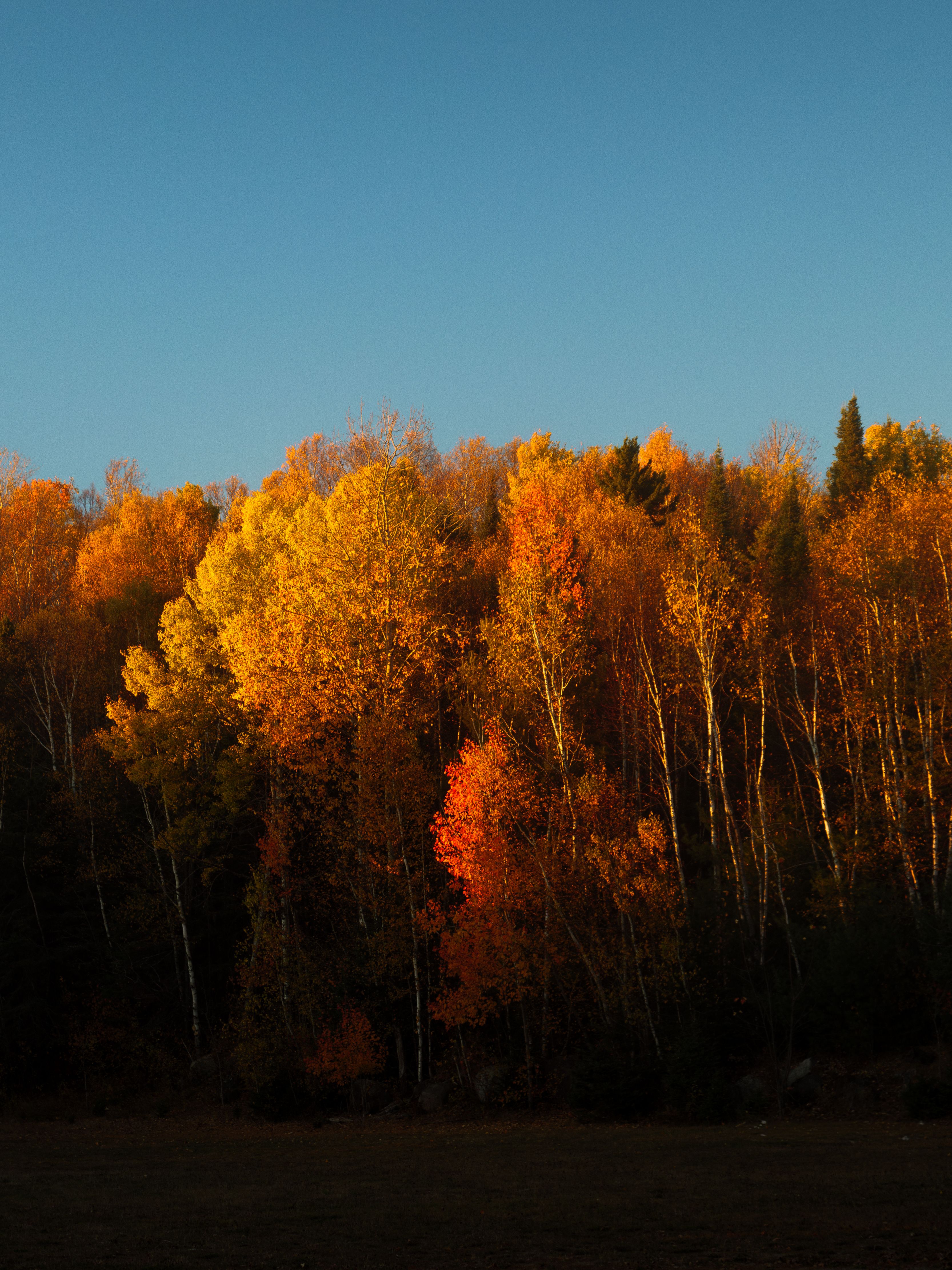 Stunning display of autumn foliage in Sainte-Agathe-des-Monts, showcasing vibrant fall colors under a clear sky.
