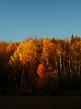 Stunning display of autumn foliage in Sainte-Agathe-des-Monts, showcasing vibrant fall colors under a clear sky.