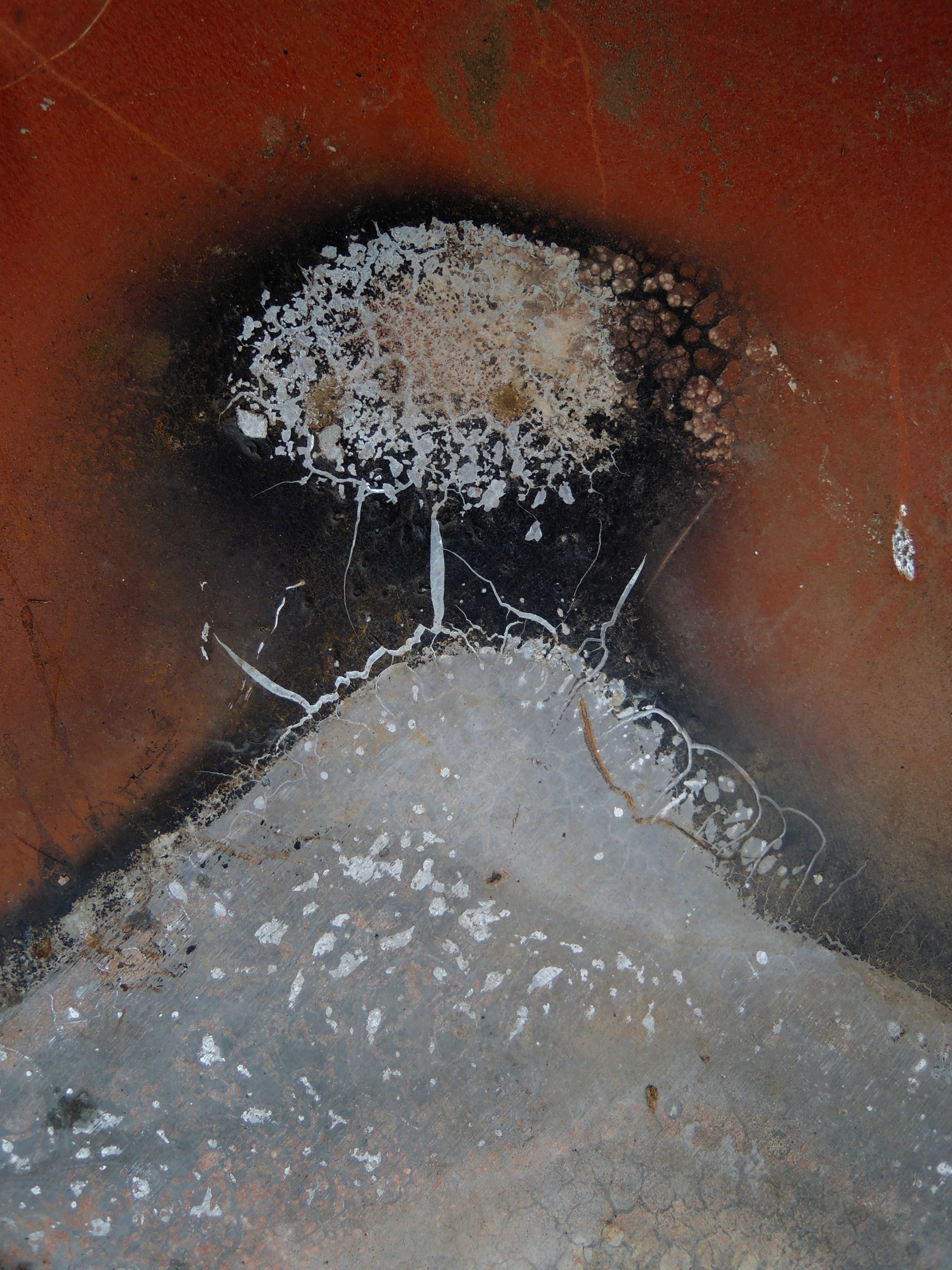 Black Mold