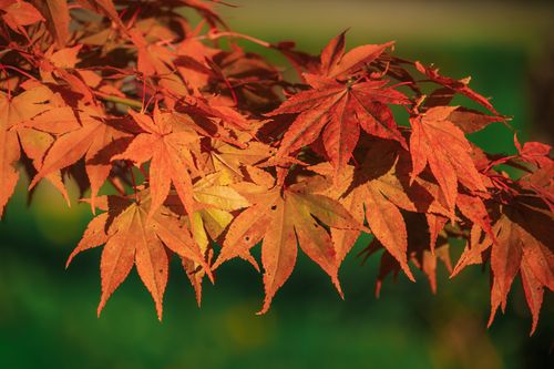 Free Close-up of vibrant autumn maple leaves glowing under sunlight, showcasing rich fall colors. Stock Photo