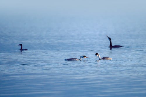 3只黑白鸟在水面上