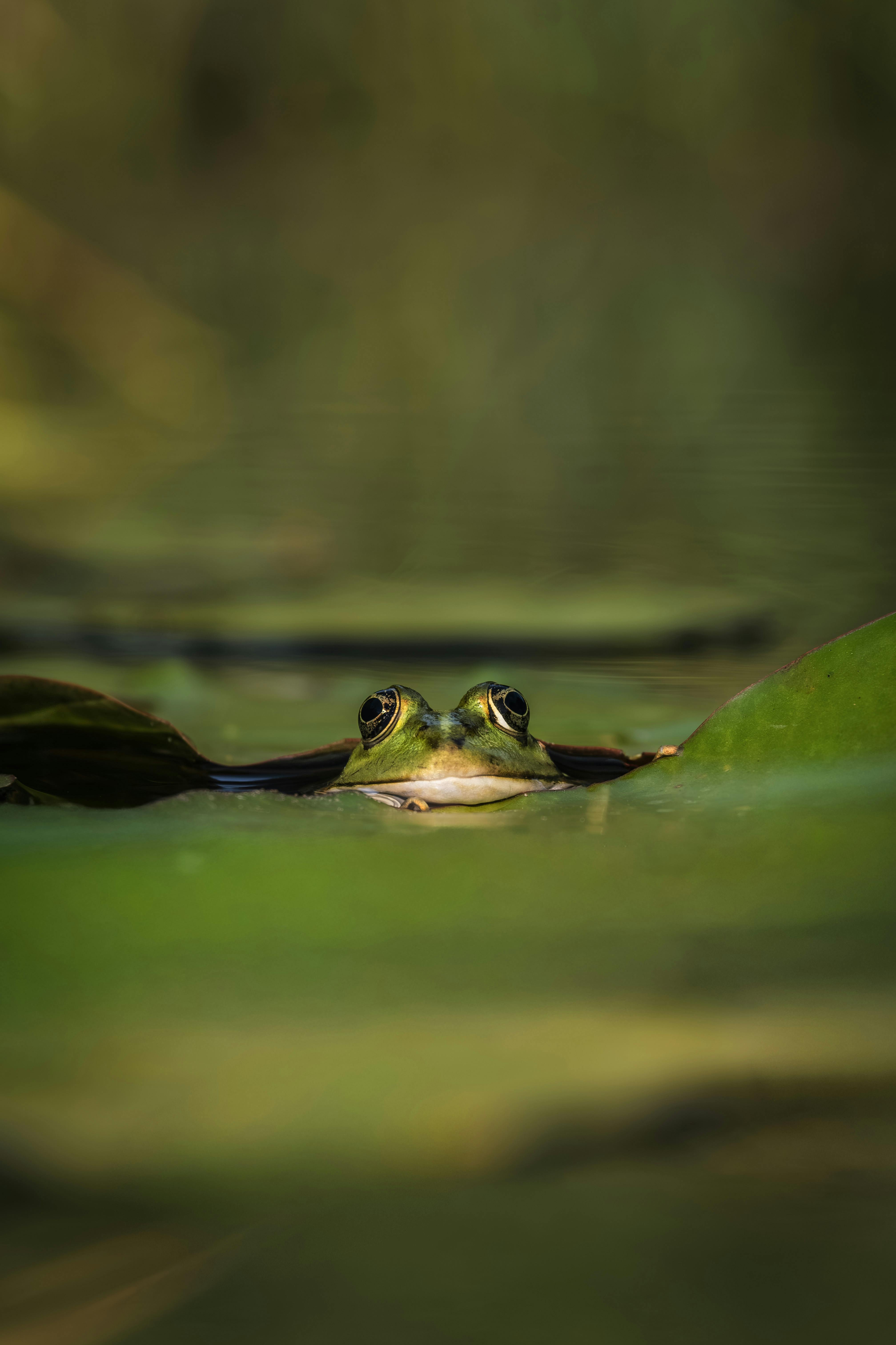 green frog peeking over water surface in nature