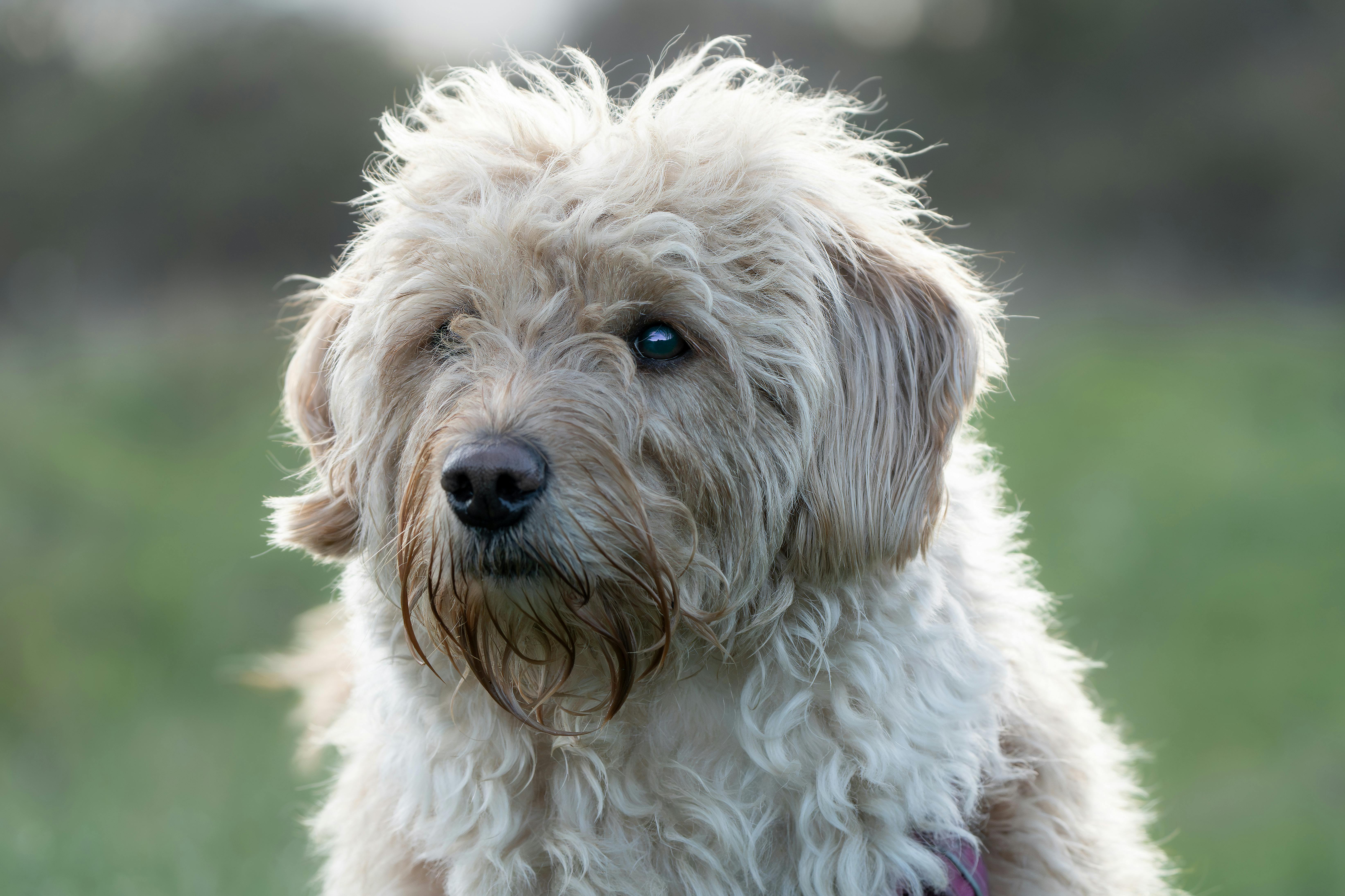 Australian Labradoodle vs F1 Labradoodle: Ποιες είναι οι Διαφορές;
