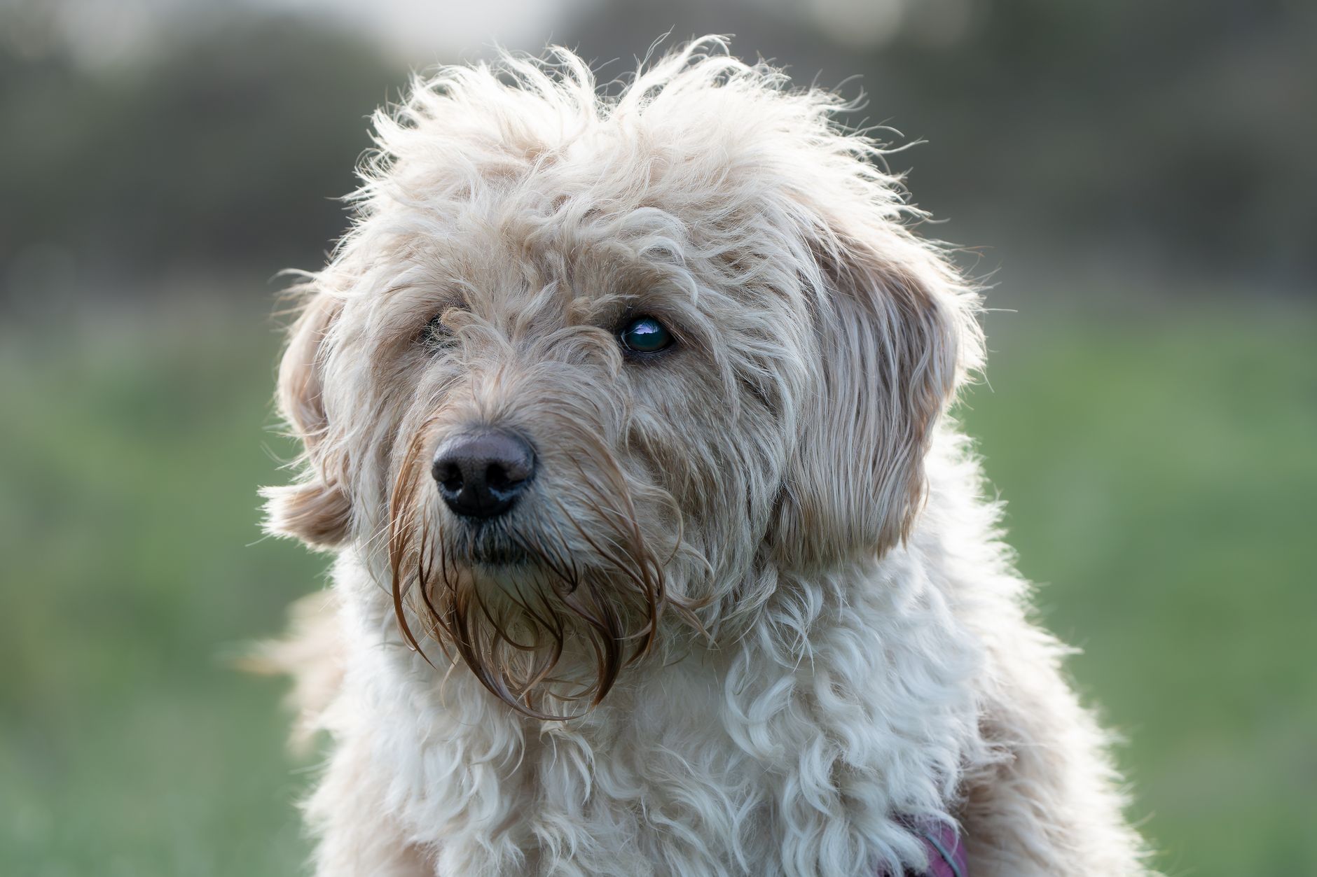 Portrait of a pet at a veterinary clinic