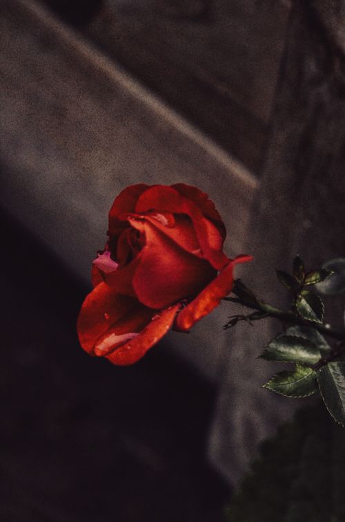 Free Close-up of a vibrant red rose with dark background, creating a dramatic effect. Stock Photo