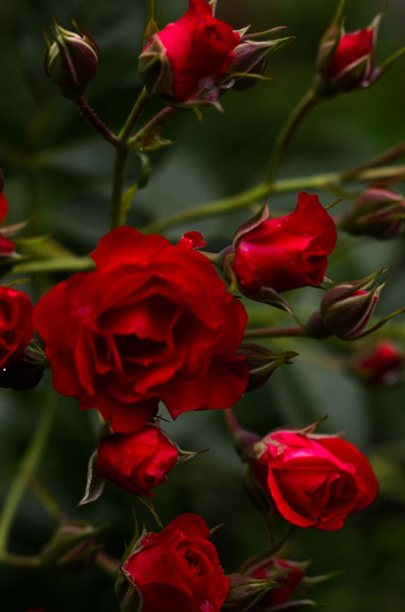 Buquê de rosas Santa Flora
