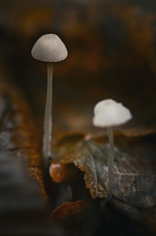 Free Delicate small mushrooms growing on autumnal forest floor in Ukraine. Stock Photo