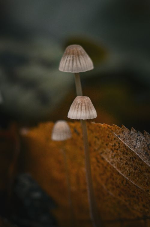 Free Intimate view of mushrooms sprouting amidst fallen leaves in a Ukrainian forest. Stock Photo